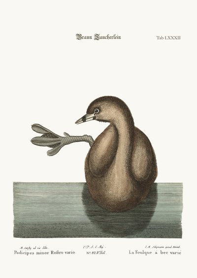 The Pied-Bill Dobchick by Mark Catesby